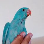 Hand Reared 12 Weeks old Baby Blue Indian Ring Neck in Luton