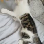 Half Bengal Spotted Stripped Tabby Male Boy Kitten in London