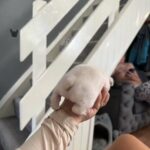 French Bulldog in Cardiff
