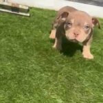 Micro Exotic Bully 9wk ABR Reg in Birmingham