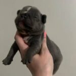 Blue Male Frenchie in Northampton