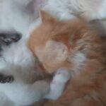 Persian kittens in Northumberland