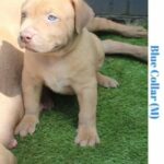 10 Top Quality American Bullies in Hertfordshire
