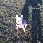 French Bulldog in Brighton