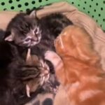 Maine Coon Cross Kittens in North East Lincolnshire