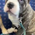 American Bully Pocket in Bristol