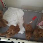 toy poodles fully health test clear kc reg in County Durham