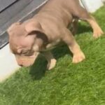 Micro Exotic Bully 9wk in Birmingham