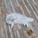 Beautiful Queen-Diva on active register in Peterborough