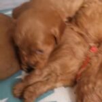 CavapooF1 in Nottingham