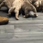 🐶British Bulldogs!🐶 in Mansfield
