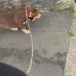 Xl Bully in Bristol