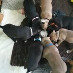 standard American bully x American bulldog in Kingston upon Hull