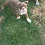 Male Olde Tyme English Bulldog in South Tyneside