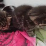 Beautiful kittens for sale in West Norfolk
