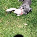 American bully in London