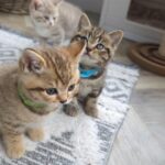 British Shorthair kittens PKD tested in Derby