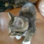 ginger, tabby and grey kittens for sale! in Lambeth