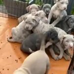 TOP QUALITY POCKET BULLYS in Birmingham