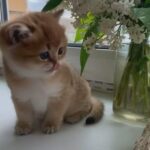 TOP QUALITY BSH KITTENS AVAILABLE TO REVERSED in London