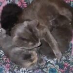 kittens with mum & dad  🐈 in Norwich
