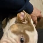 English Bulldog in Nottingham