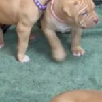 bully pups for sale in London