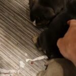 English bulldogs kc reg in Derby