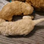 labradoodle pups in Derby