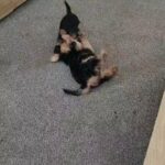 Yorkshire Terrier puppies boys x2 in London