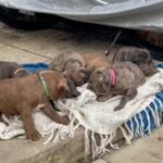 2 MASTIFF PUPPIES ?♥️ in Braintree