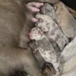 French Bulldog Puppies in Middlesborough