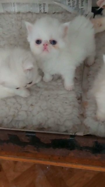 My GORGEOUS VERY FriendlyBLUE EYED Exotic Persian Boys and Girls?? in Liverpool