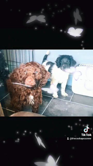 f2 cockapoo puppies in Blackpool