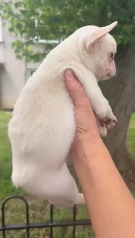 Reduced Gorgeous French Bulldog Puppy in Gloucester