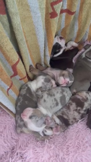English bulldogs in Bristol