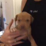 Female Puppy Cheap in Manchester