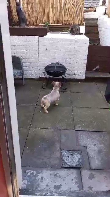 French bulldog (STUD ONLY) in Dudley