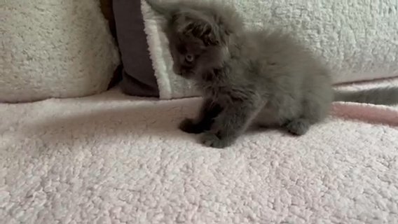 Maine Coon Kittens Available in Coventry