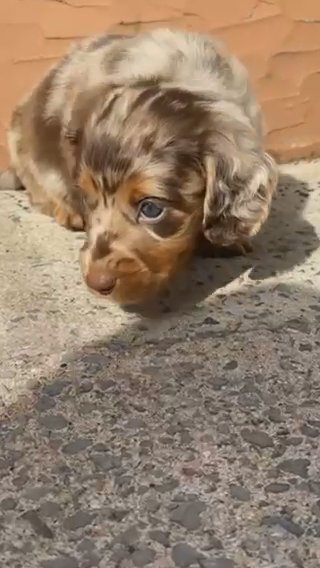 Long Haired Miniature Dachshund in Cardiff