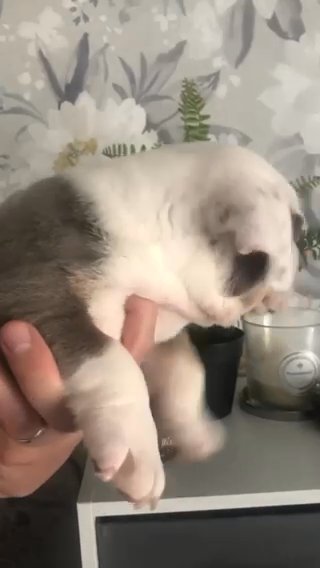 English Bulldogs  6 Weeks Old in Tendring