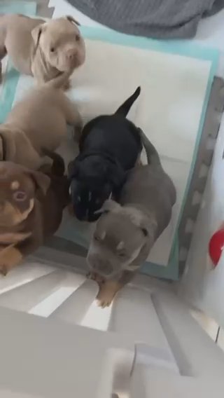 Black Tri Female Pocket Bully in Bridgend