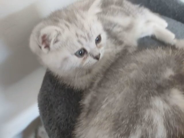 GCCF  Champion line British shorthair kittens?? in Coventry