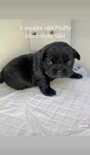 Last French Bull Dog Fluffy Girl Reduced in Shropshire