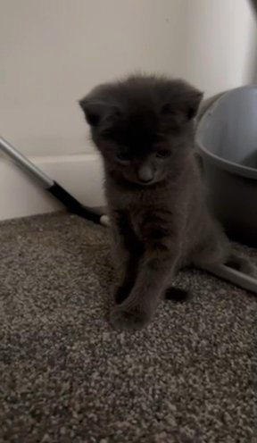 last male and female kittens looking for there forever home in Bristol