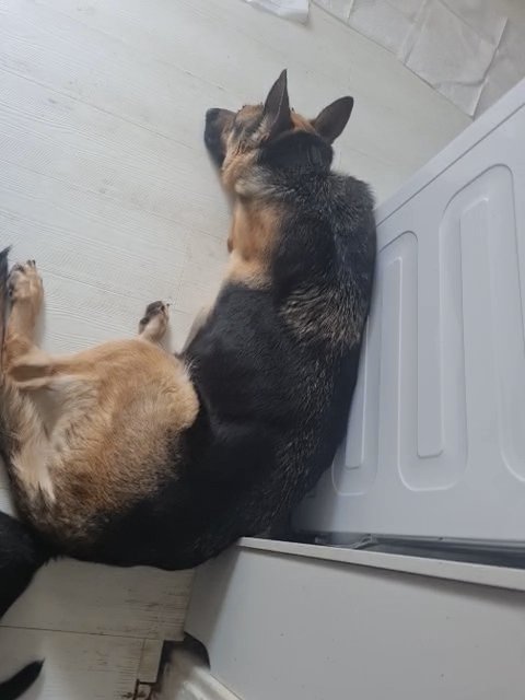 2 rare lilac and blue carrier german shepherd in London