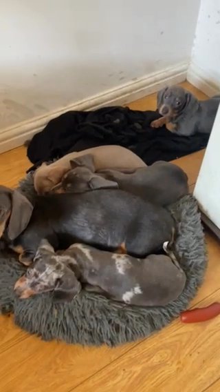 Miniature Dachshunds in London