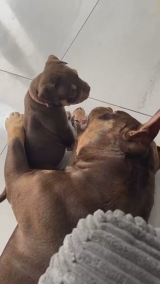 Chocolate Tri Female Pocket Bully in Cardiff