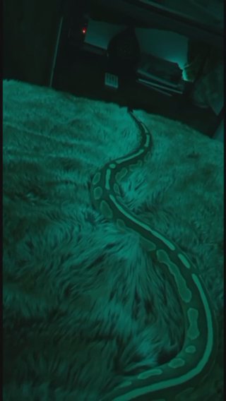 Male Ball Python in London