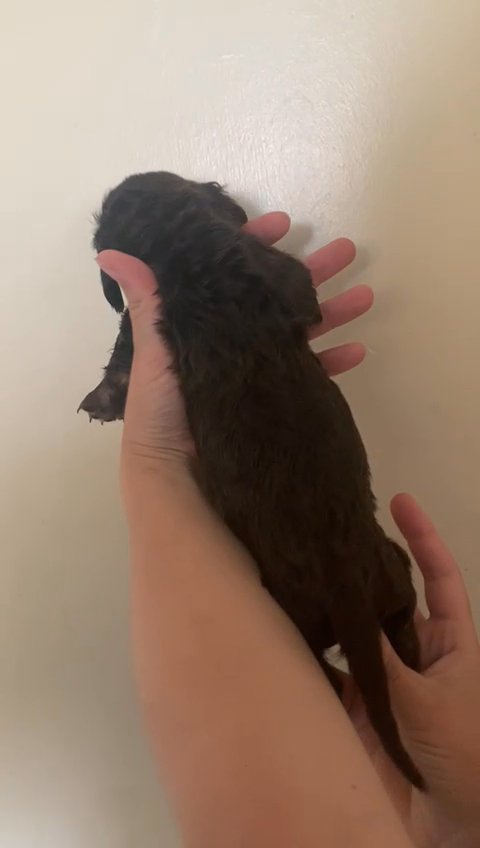 mini daschund long hair in Birmingham